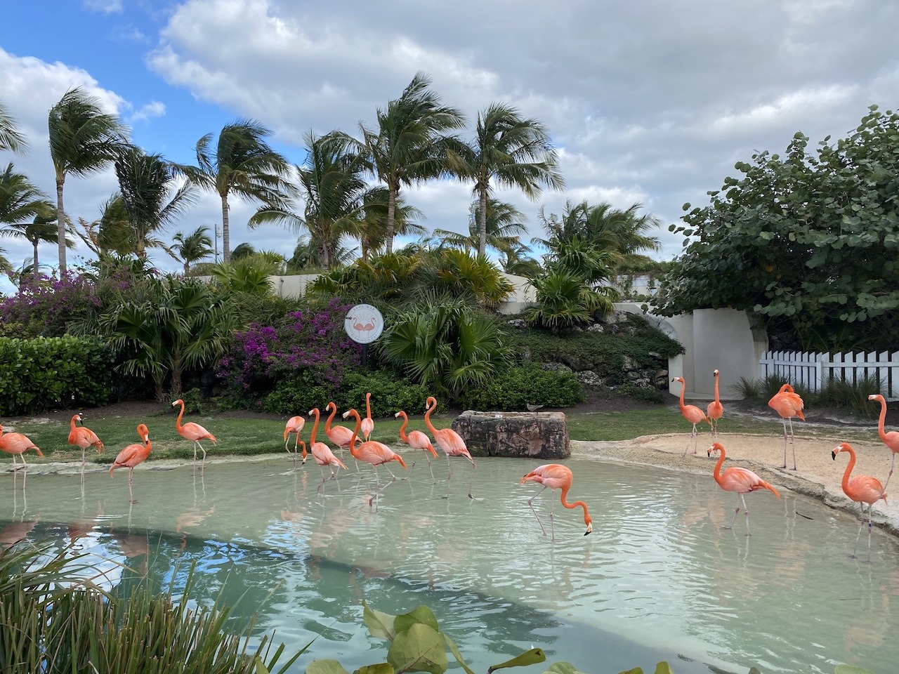 Flamingos on-site