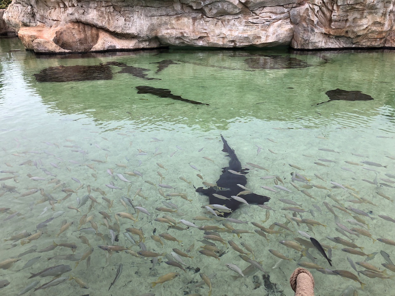 Nurse shark aquarium from above