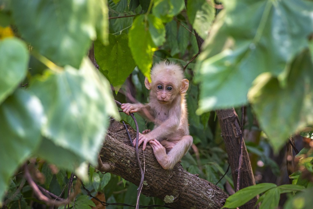 Baby monkey in the jungle near Bangkok