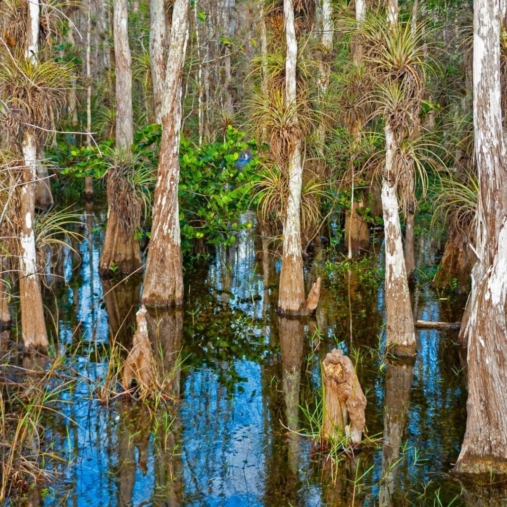 Everglades National Park