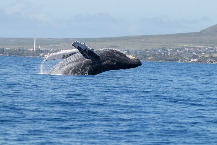 Humpback Whale, Maui, Hawaii