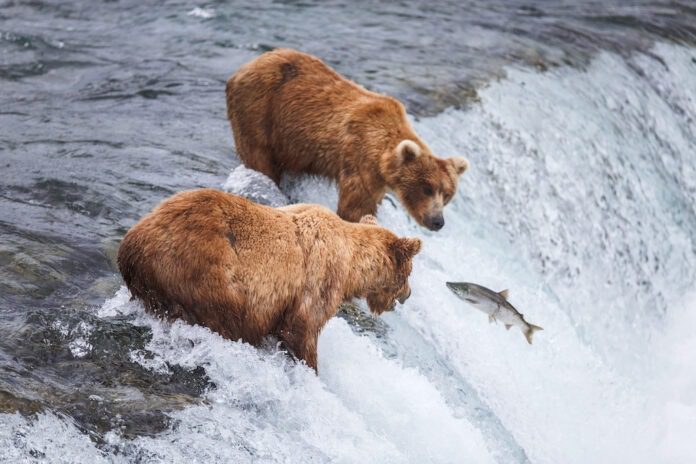 a group of bears standing in water with a fish in the air with Katmai National Park and Preserve in the background