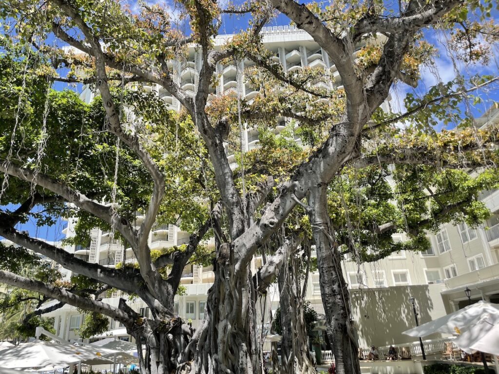 Review & Video: Moana Surfrider, Waikiki Beach Beauty