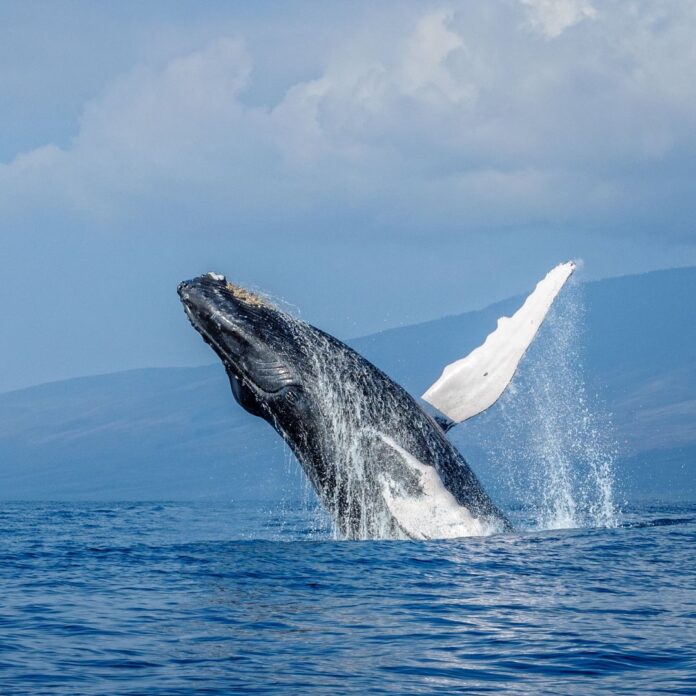 a whale jumping out of the water
