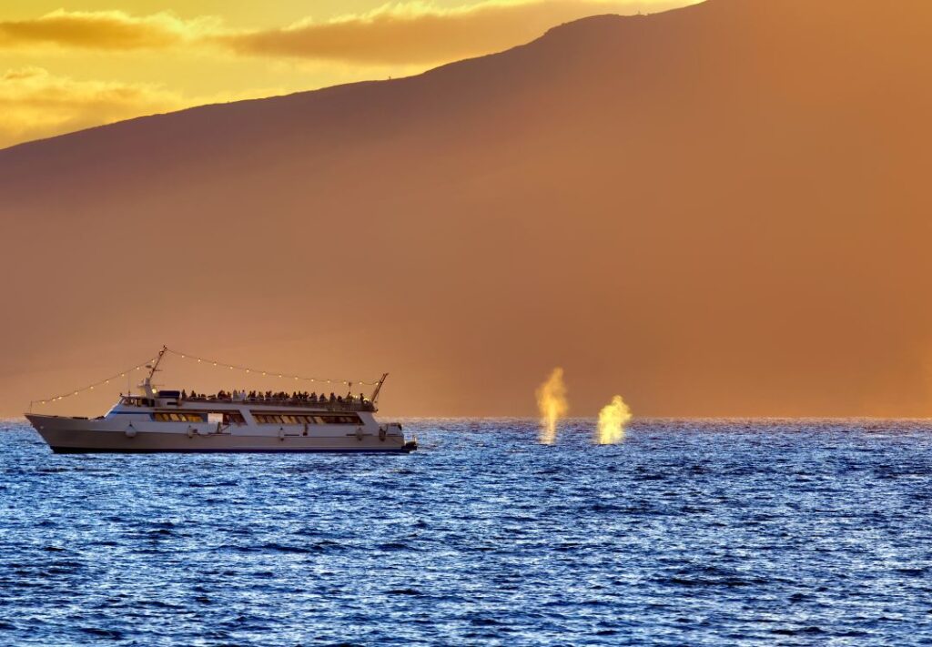 Whale watching in Maui tour boat during the evening