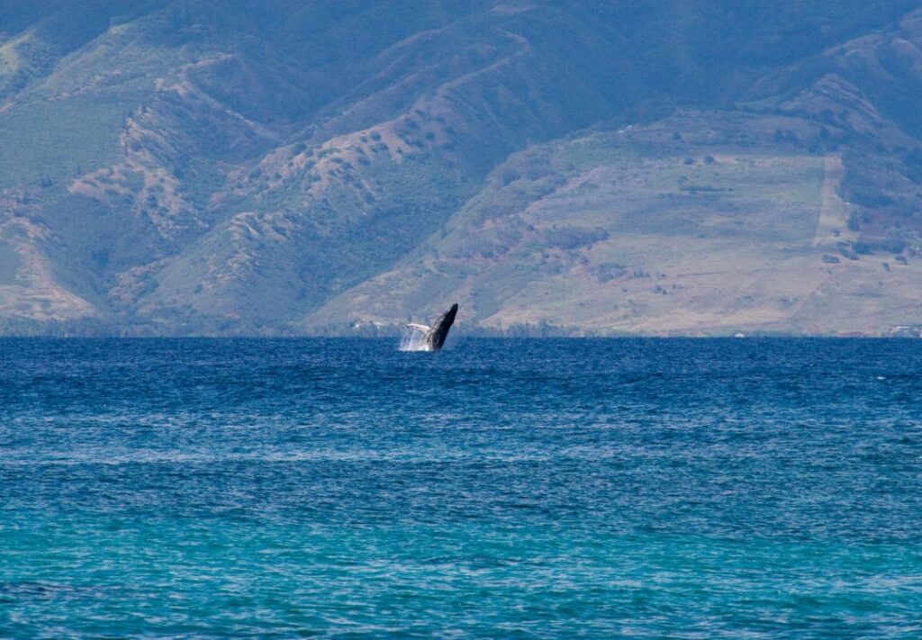 Best Time For Whale Watching In Maui