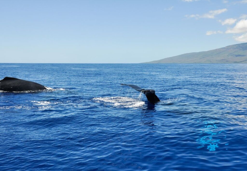Best Time For Whale Watching In Maui