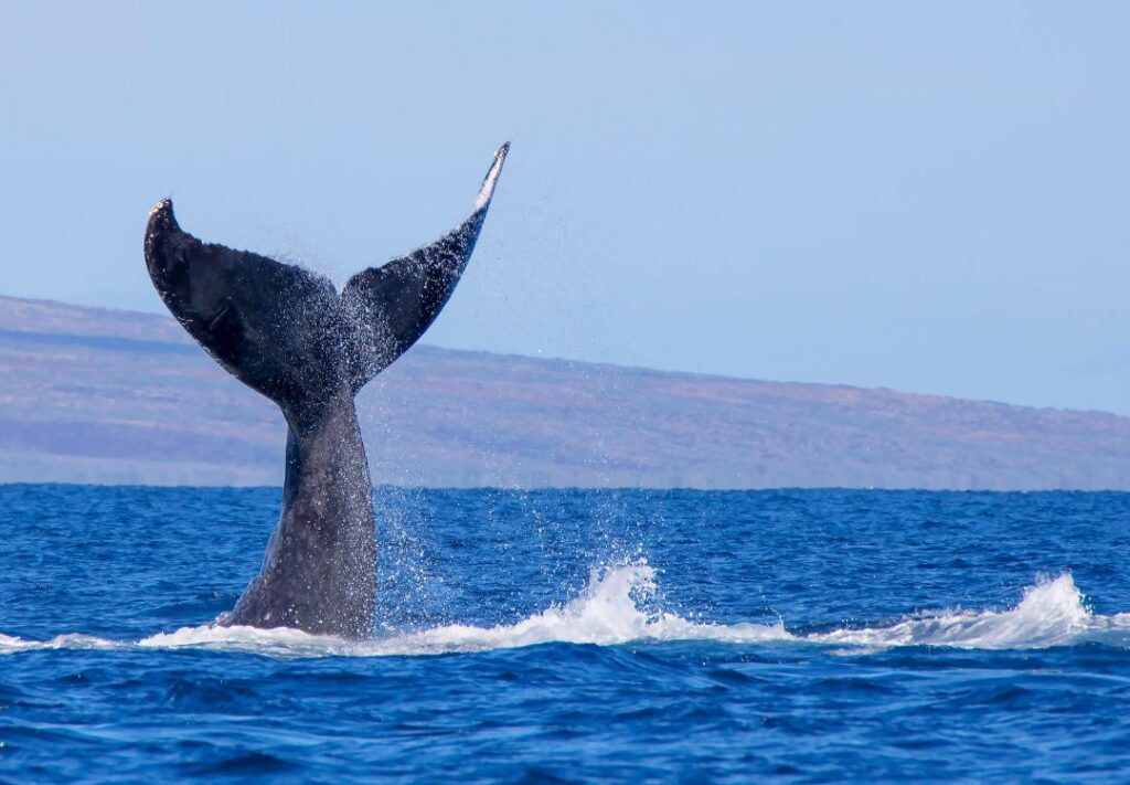 Best Time For Whale Watching In Maui