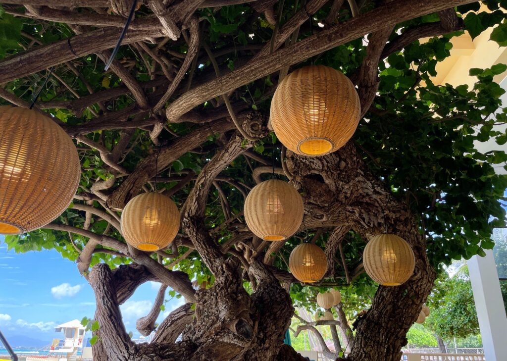 The iconic Hau tree with lights that I sat under while enjoying the Hau Tree brunch