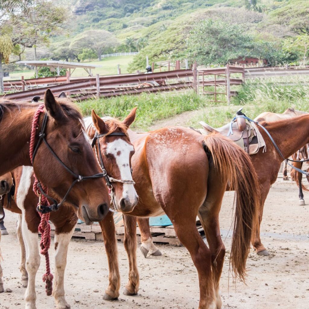 The 41 Best Things To Do On Oahu | Bucket List Guide 2023