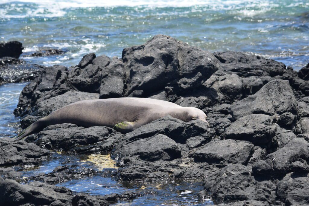 Ka’ena Point Hike: An Unforgettable Experience in Hawaii