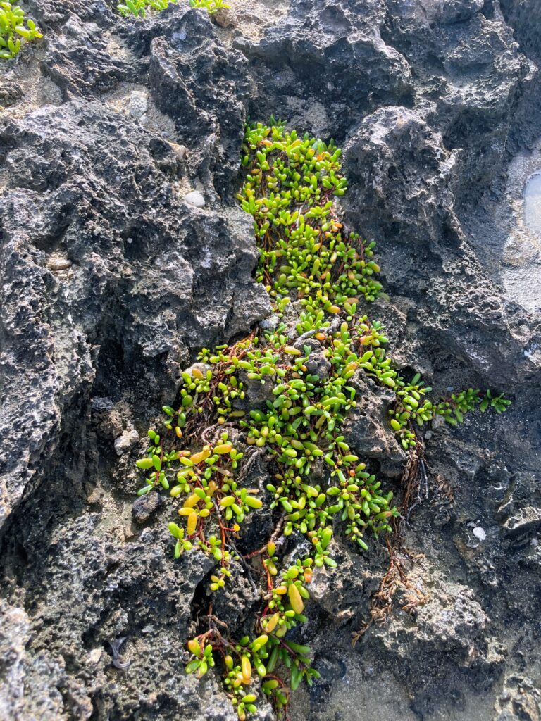 Exploring The Hidden Moku’auia Bird Sanctuary “Goat Island”