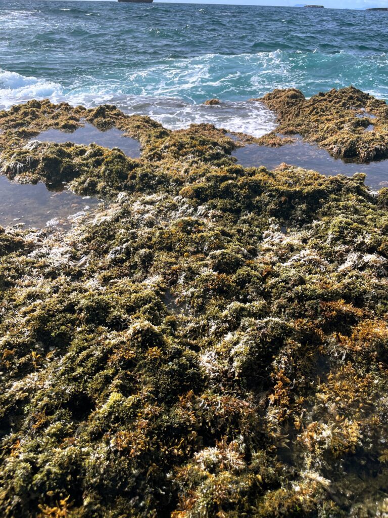 Exploring The Hidden Moku’auia Bird Sanctuary “Goat Island”