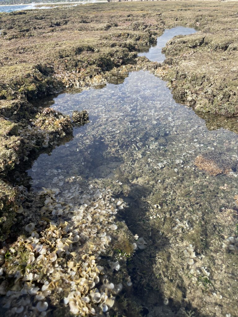 Exploring The Hidden Moku’auia Bird Sanctuary “Goat Island”