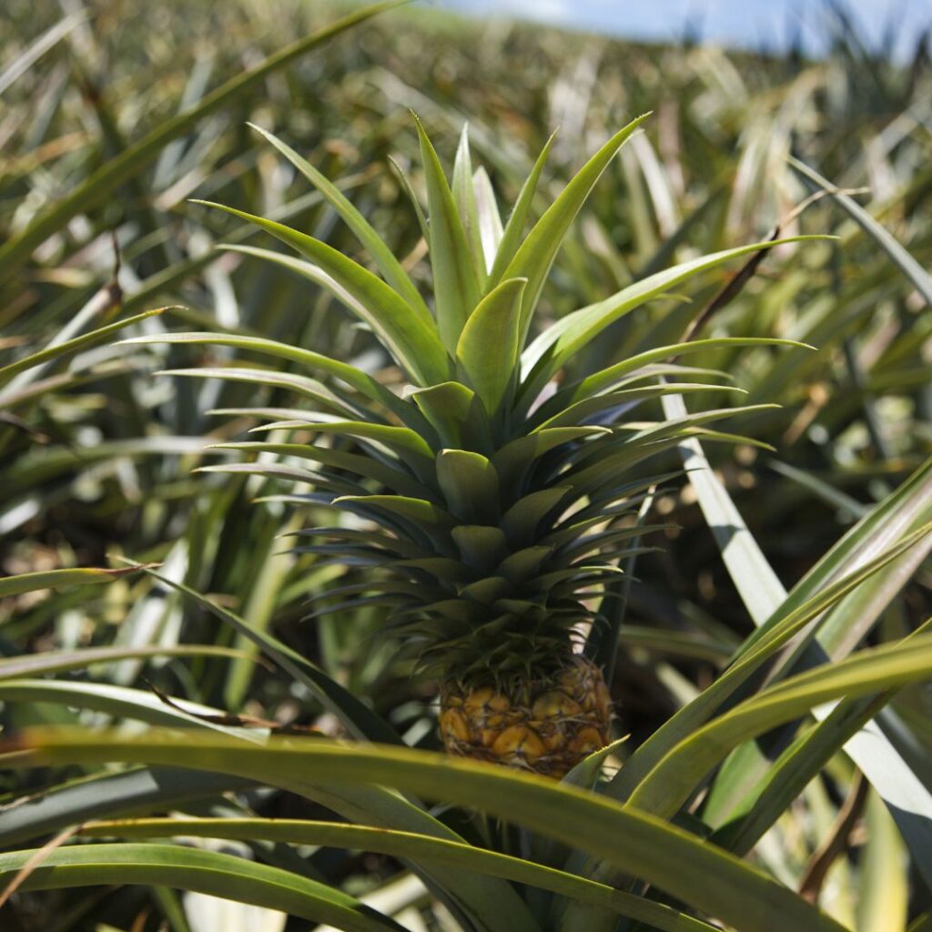 a pineapple growing in a pineapple plantation