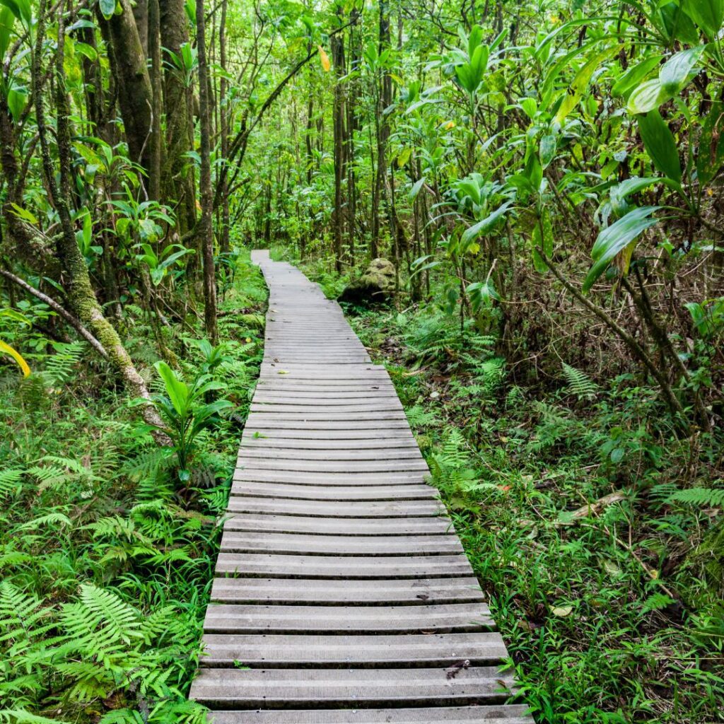 a wooden walkway through a forest