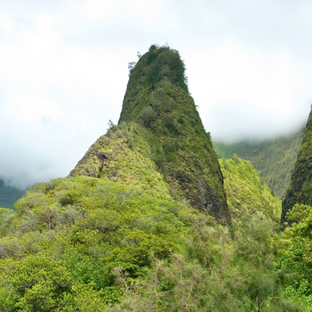 a mountain with trees and bushes