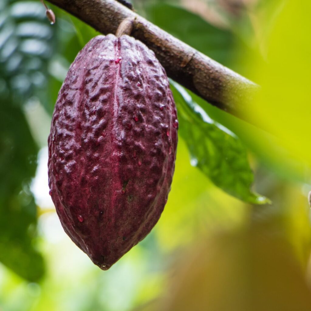 a fruit on a tree