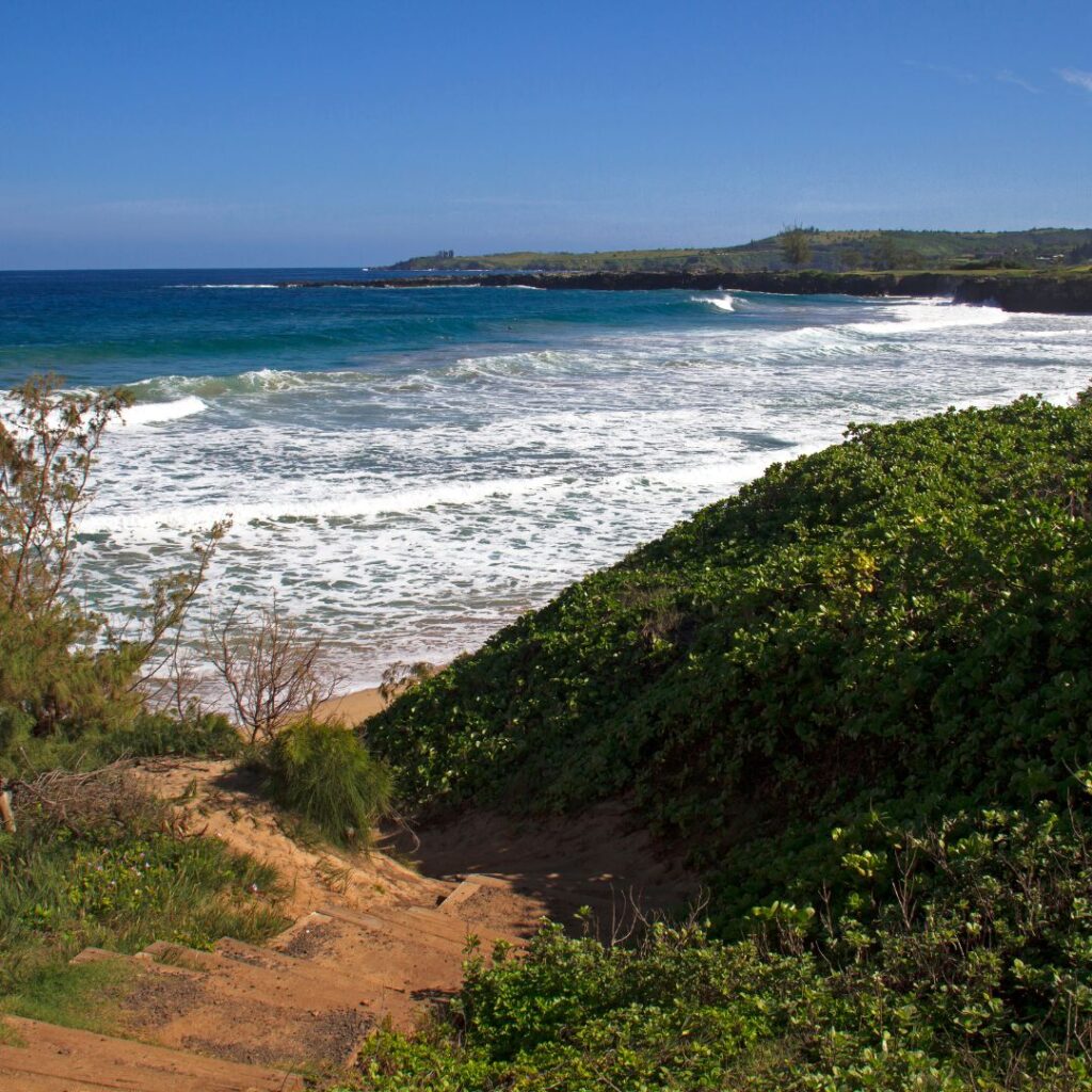 a beach with a sandy path and bushes