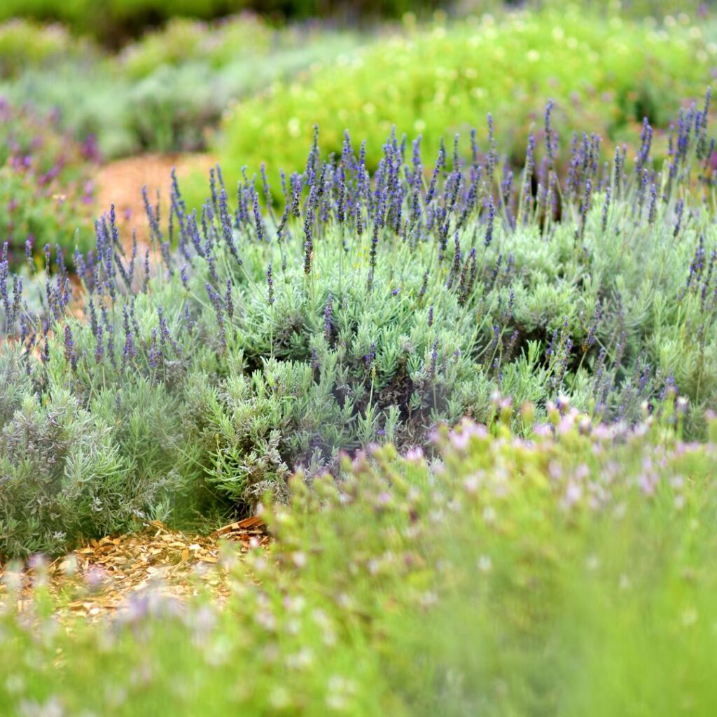 a close up of a field of lavender
