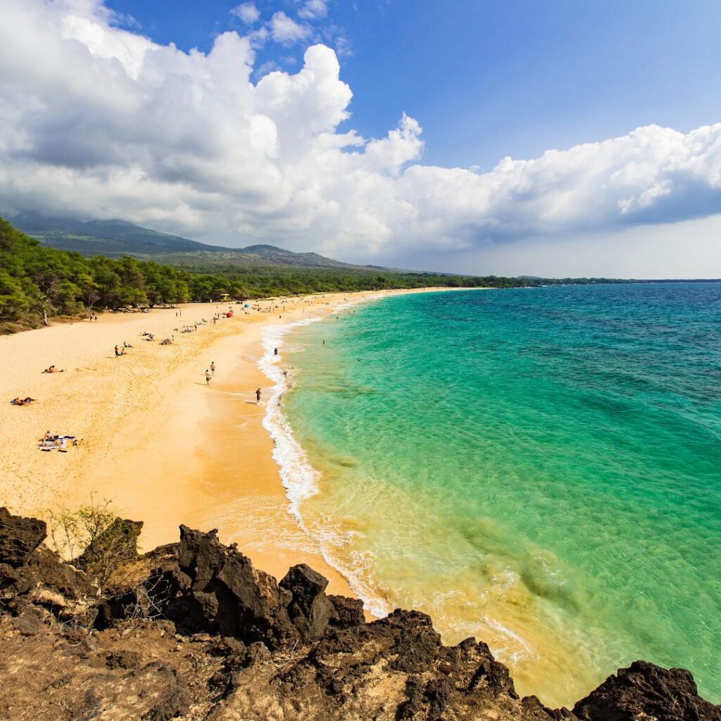 a beach with trees and blue water