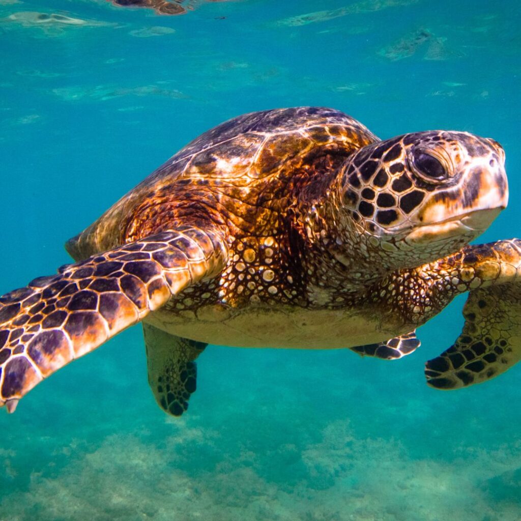 A turtle underwater from the turtle canyon tour, one of the best snorkel tours on Oahu