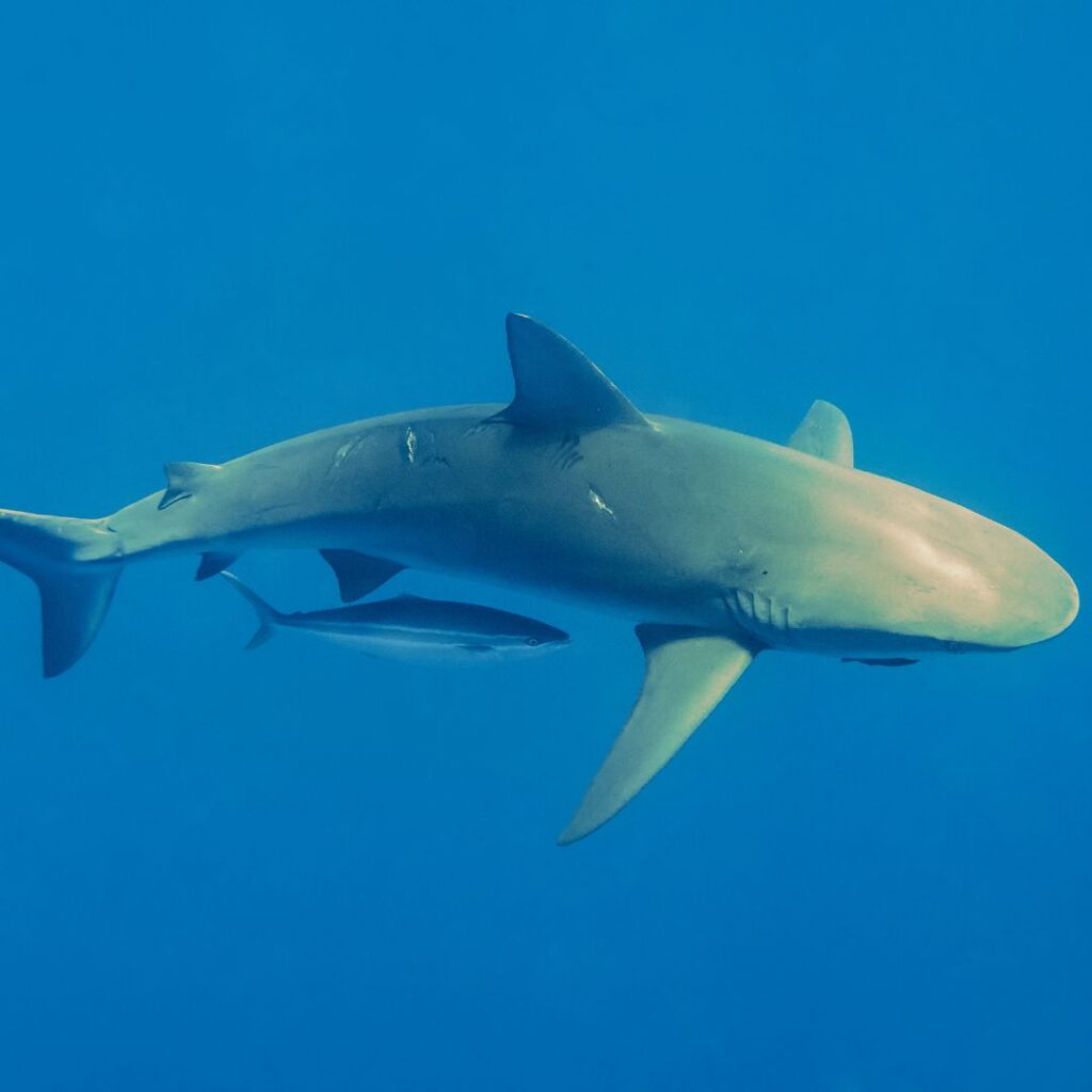 15 Best Snorkel Tours On Oahu | Book These Early