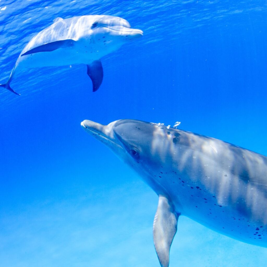 15 Best Snorkel Tours On Oahu | Book These Early