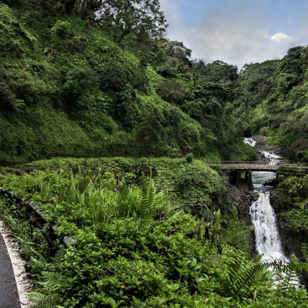 a bridge over a river in a forest