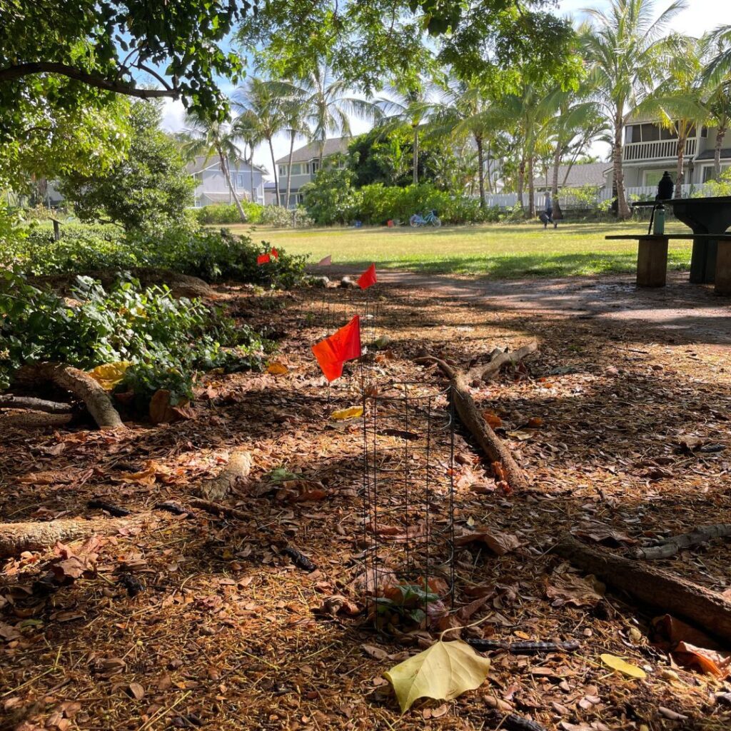 Hui O Ko’olaupoko | Protecting The Ocean By Caring For The Land On Oahu