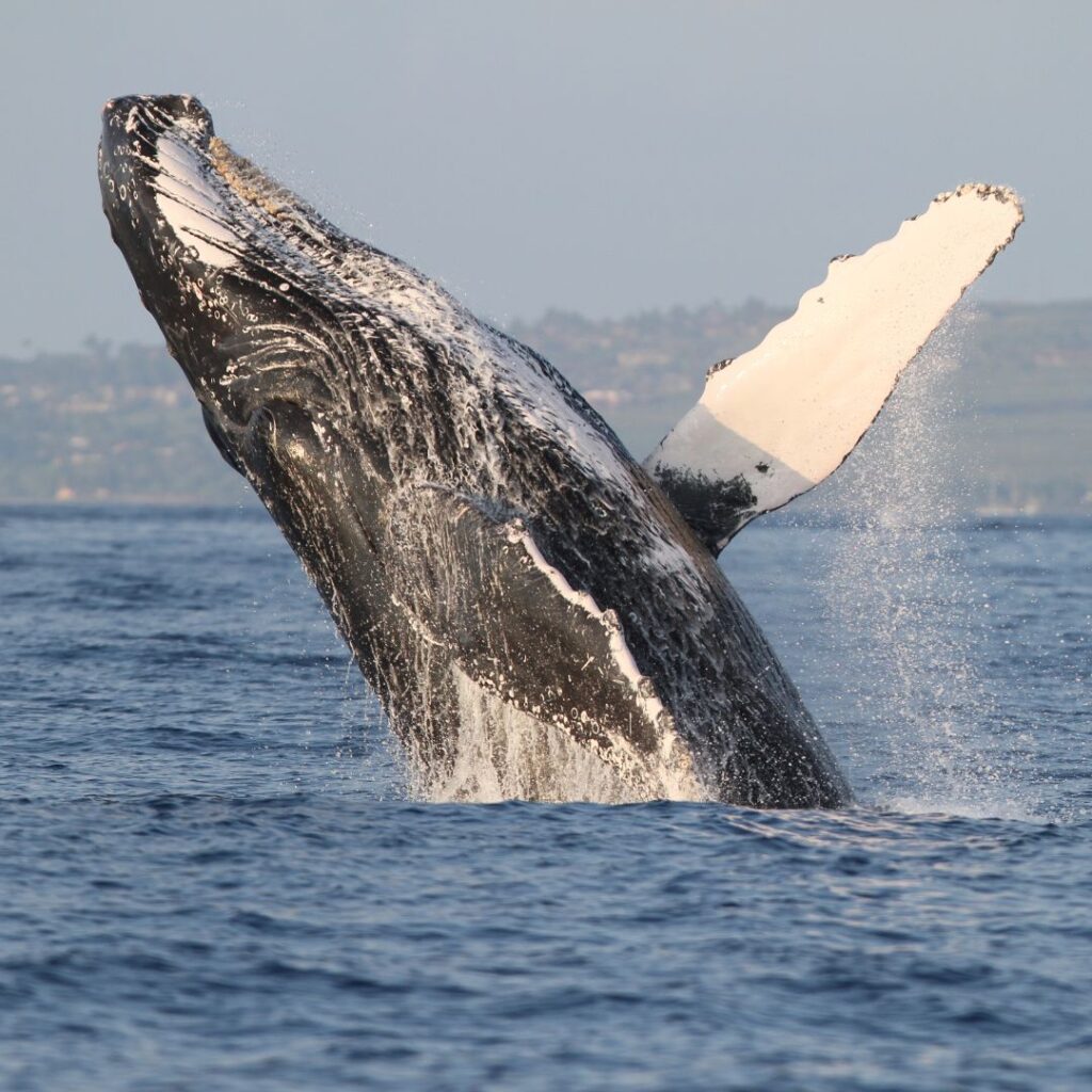 a whale jumping out of the water