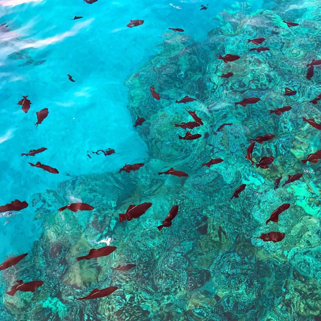 Snorkeling on Maui: The Ultimate Guide To 27 Amazing Spots