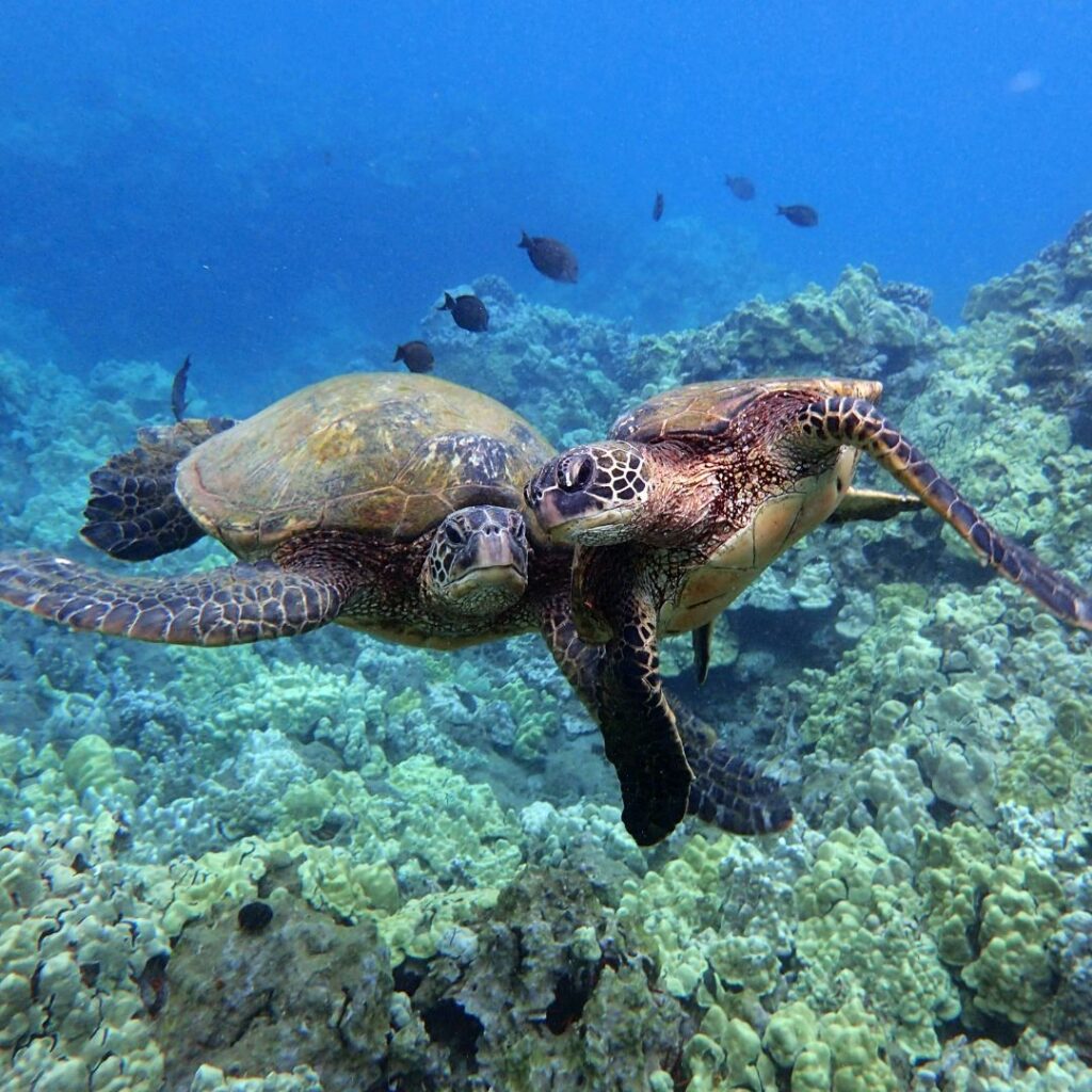 Snorkeling on Maui: The Ultimate Guide To 27 Amazing Spots