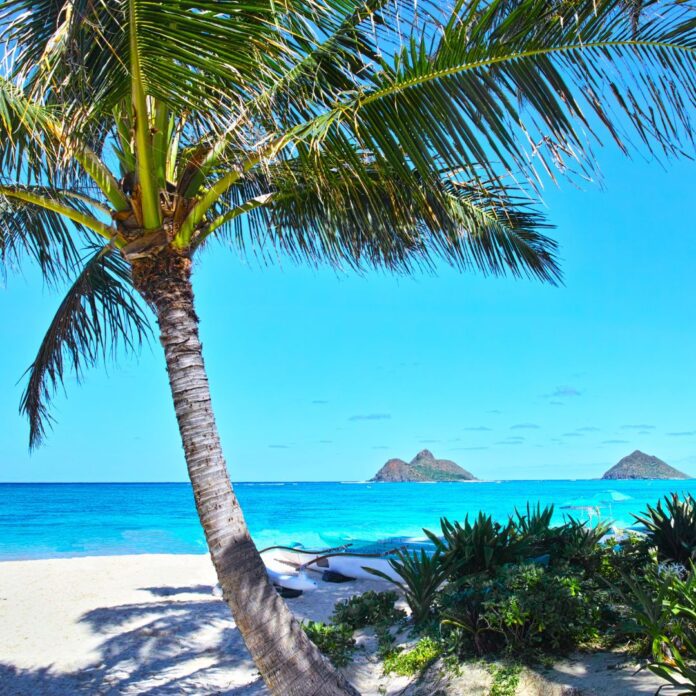 a palm tree on a beach
