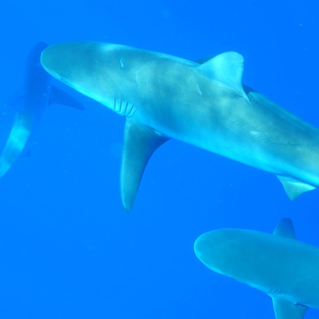 a group of sharks swimming in blue water