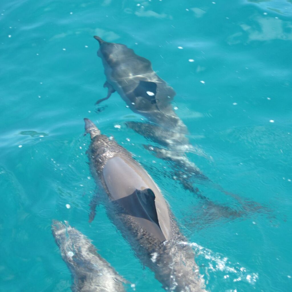 a group of dolphins swimming in blue water