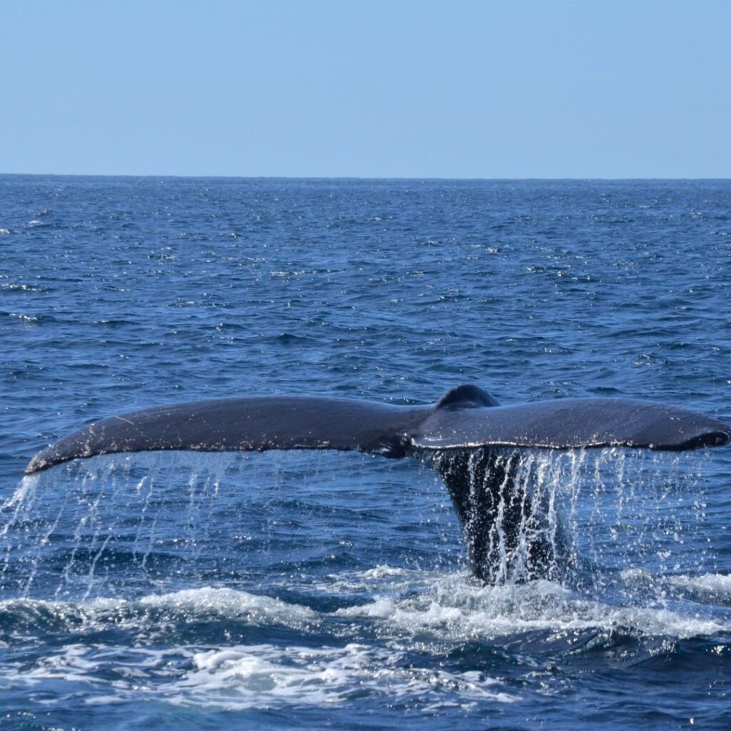 a whale tail above the water