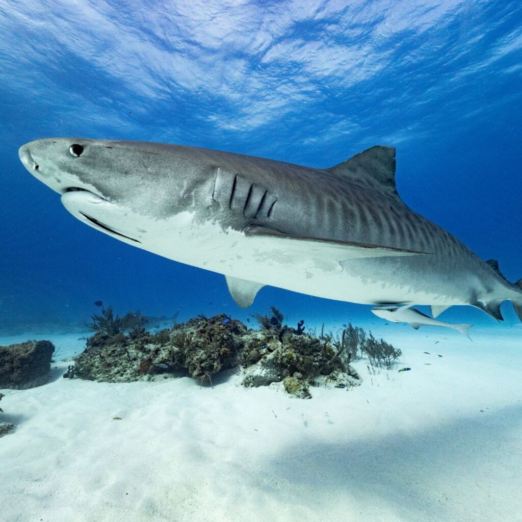 The Ultimate Oahu Shark Diving Experience: Everything You Need To Know