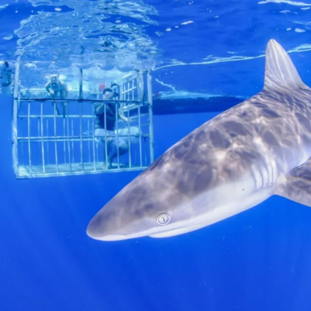 A shark swims by a group of tourist on an oahu shark diving tour