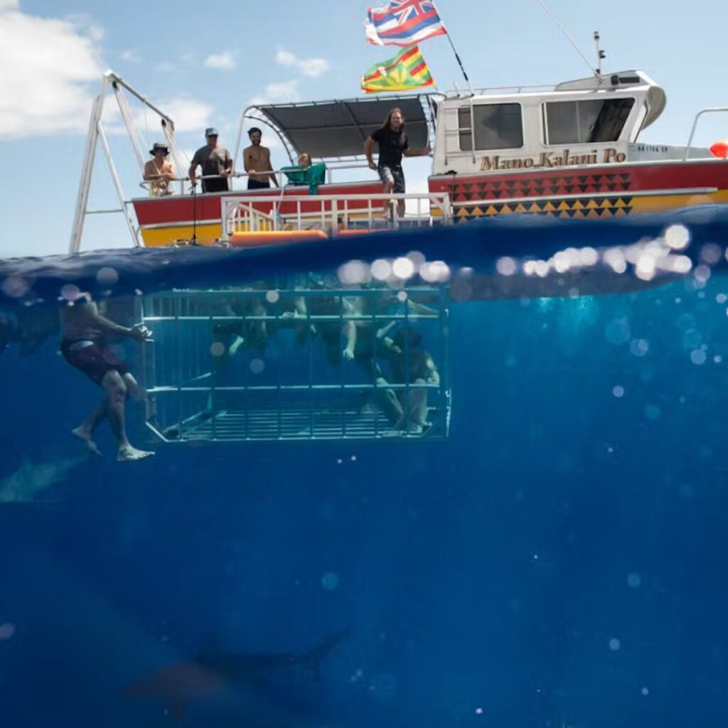 The Ultimate Oahu Shark Diving Experience: Everything You Need To Know