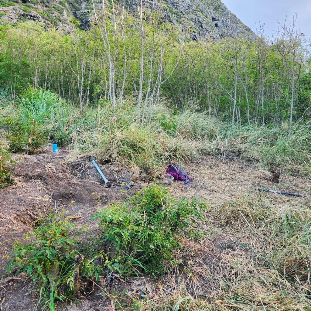 Guide to Volunteering on Oahu: 14 Unforgettable Ways to Give Back