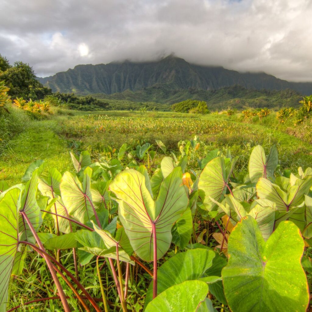 Guide to Volunteering on Oahu: 14 Unforgettable Ways to Give Back