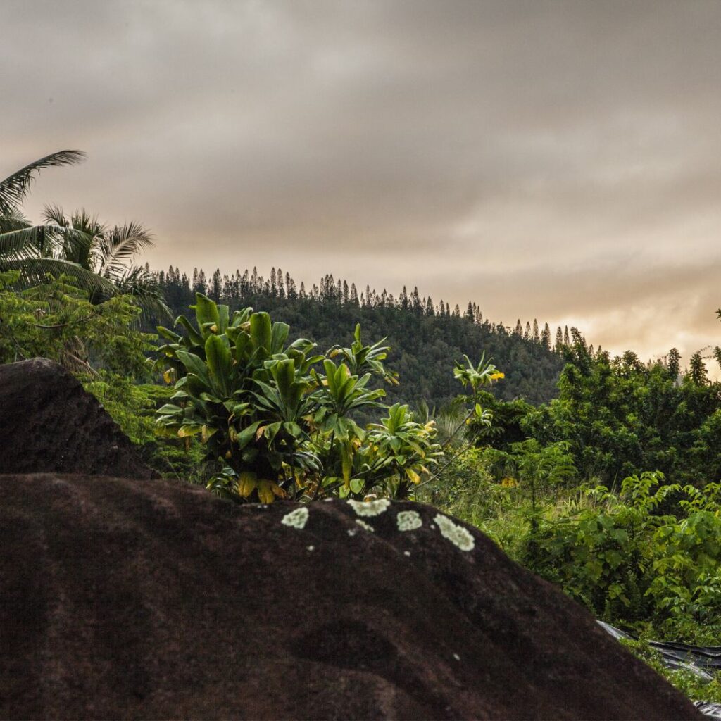 Guide to Volunteering on Oahu: 14 Unforgettable Ways to Give Back