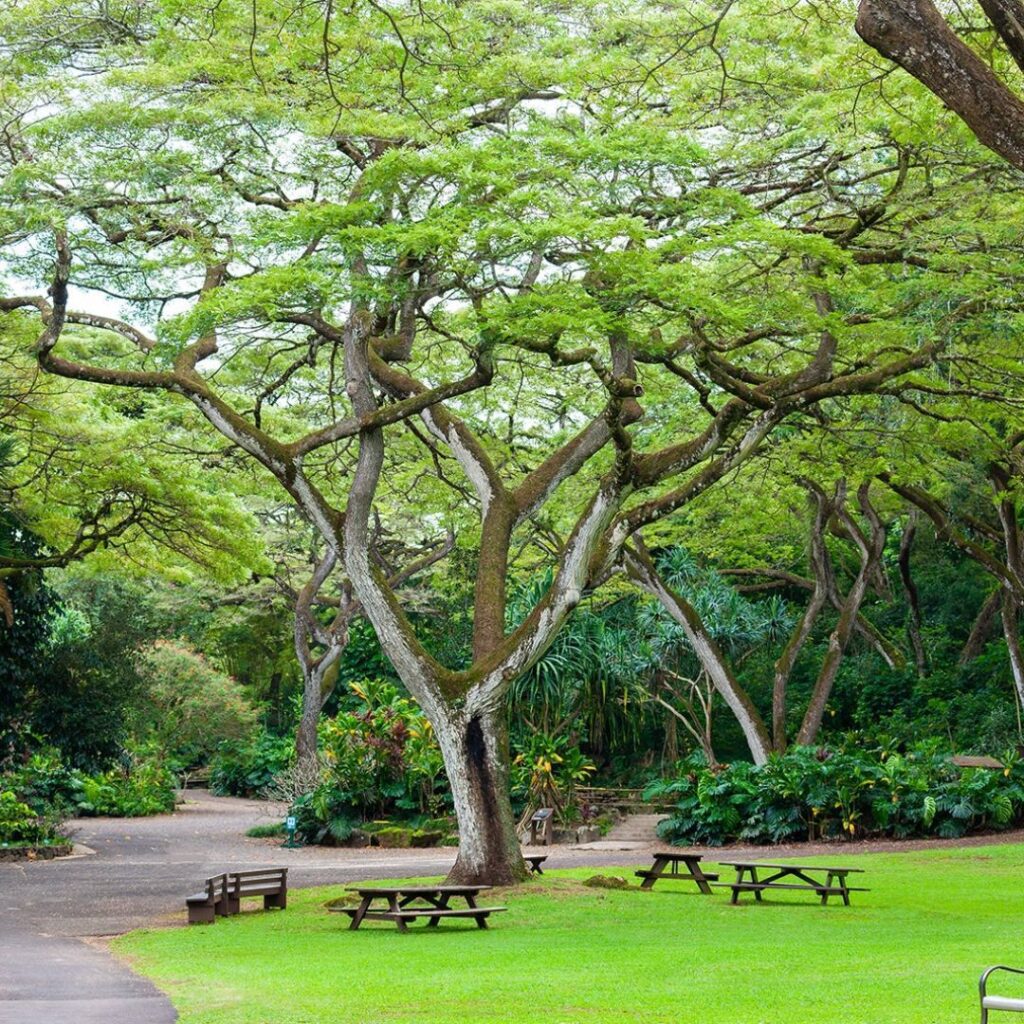 What to Expect as a Waimea Valley Volunteer: An Unforgettable Experience