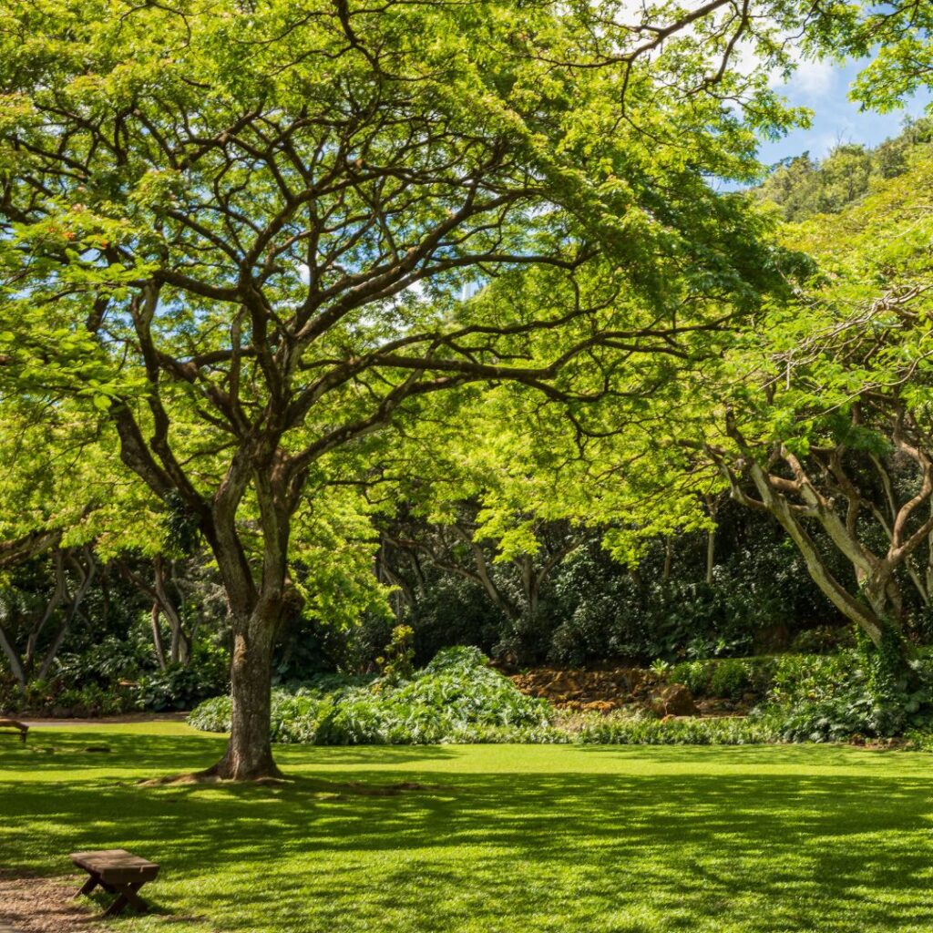 What to Expect as a Waimea Valley Volunteer: An Unforgettable Experience