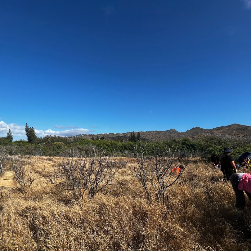 Kaloko Inlet Restoration: The Ultimate Coastal Volunteer Opportunity