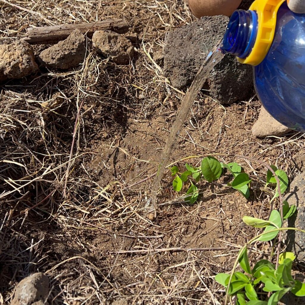 Kaloko Inlet Restoration: The Ultimate Coastal Volunteer Opportunity