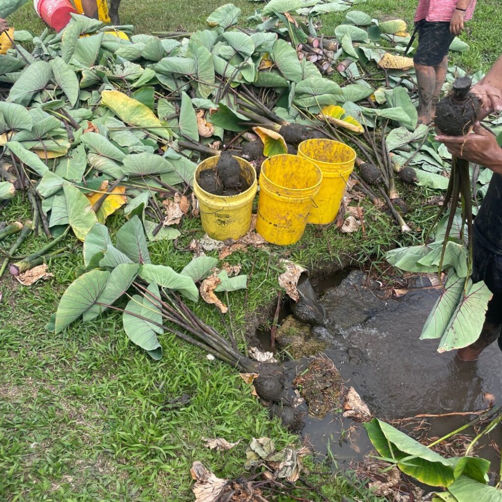 Kākoʻo ʻŌiwi Volunteer Initiative: Unveiling the Spectacular Legacy of Lo’i