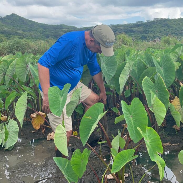 Kākoʻo ʻŌiwi Volunteer Initiative: Unveiling the Spectacular Legacy of Lo’i