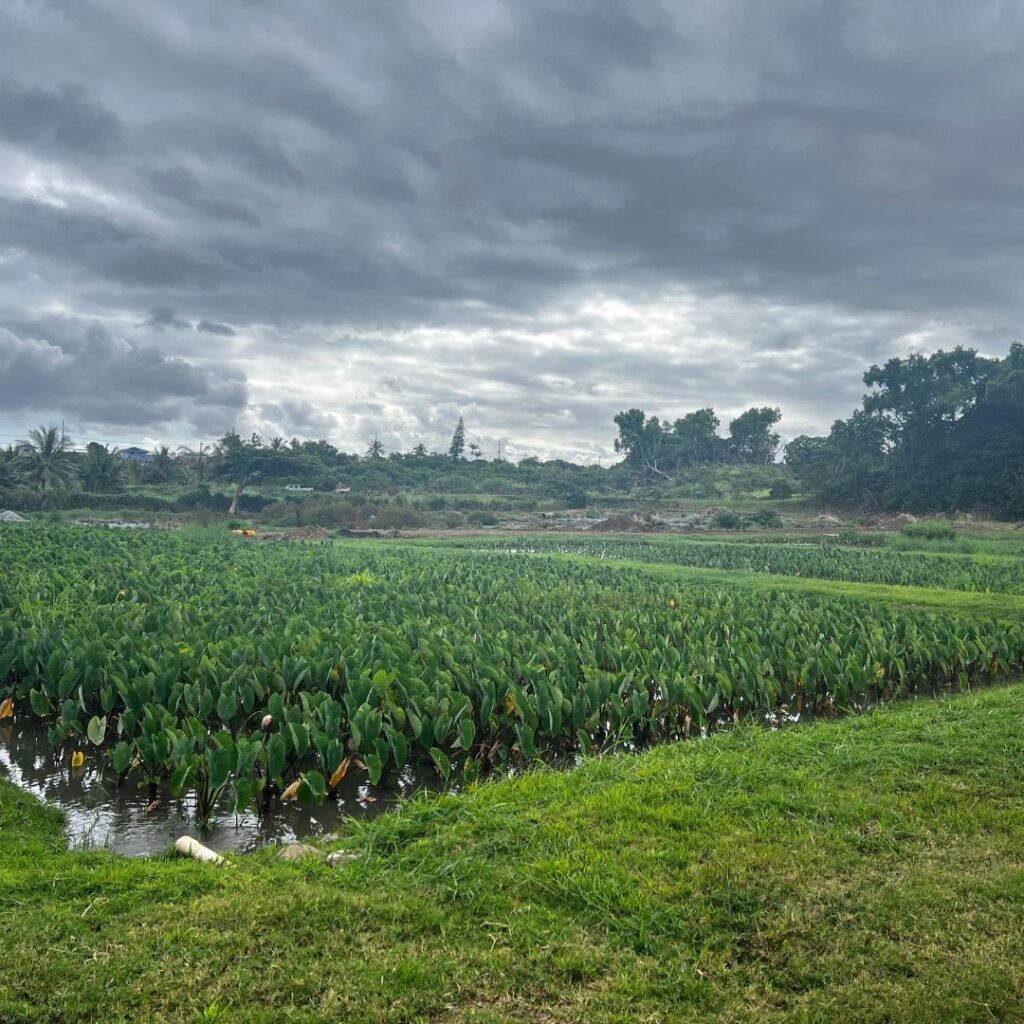 View of the amazing Kalo Fields while being a Kākoʻo ʻŌiwi volunteer.